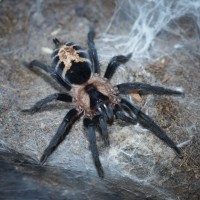 Cyriocosmus bicolor (formerly chicoi) Adult Female