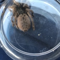 Pterinochilus murinus, DCF?