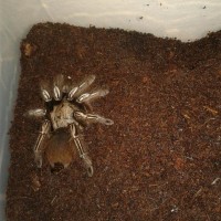 E. Murinus?