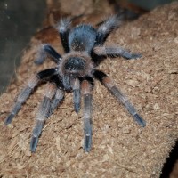 Brachypelma hamorii