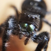 AF Phidippus audax