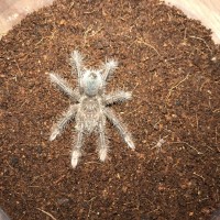 2nd instar t stirmi (left) and 2nd instar c elegans (right)