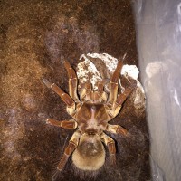 T stirmi with pillow