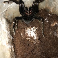 Haplopelma hainanum sac