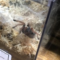 Chromatopelma cyaneopubescens Sling