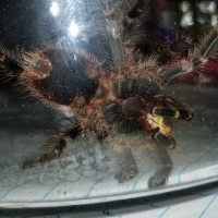 grammostola pulchripes