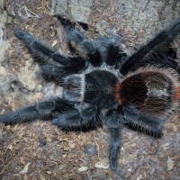 Grammostola actaeon Juvenile/Sub-Adult Female