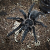 Grammostola grossa Juvenile Female