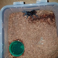 brachypelma epicureanum