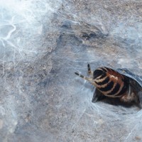 Cyriocosmus bicolor (formerly chicoi) Adult Female