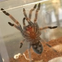 Vent sex 2” B. Smithi?