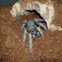 A. seemanni