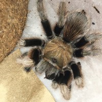 damaged to chelicerae