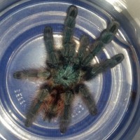 Esidisi the C. versicolor