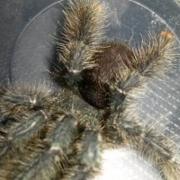 Avicularia avicularia