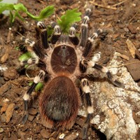 On the Hunt (♂ Acanthoscurria geniculata 3")