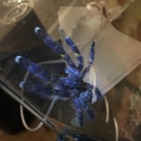 Poecilotheria metallica