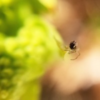 Leucauge venusta hatchling on Lilac bush...