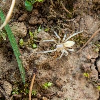 Araneidae sling (sp ??)