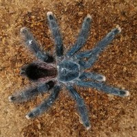 Avicularia Avicularia