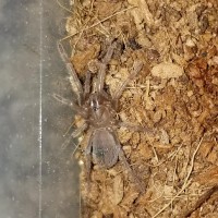 Lasiodora Parahybana