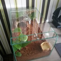 Custom enclosure for Acanthoscurria geniculata