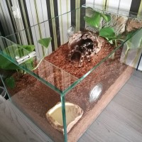 Custom enclosure for Acanthoscurria geniculata