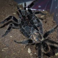 Brachypelma albopilosum Pairing