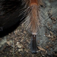 Brachypelma boehmei