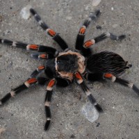 Brachypelma auratum - Female