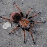 Pamphobeteus sp. “Mascara” - Female