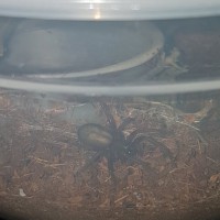A rescue spider