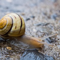 Do gastropods count as inverts