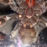 Brachypelma Smithi ^^