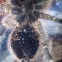G. pulchripes 4-5in
