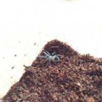 Tiny little Lasiodora Parahybana