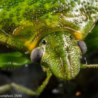 Juniper Stink Bug (Banasa euchlora)