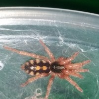 Hapalopus sp columbia?