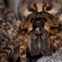 Fishing Spider (Dolomedes tenebrosus)