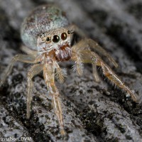 Jumping Spider - Hentzia