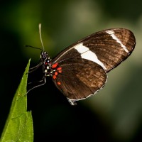 Heliconius doris