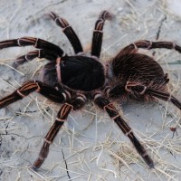 Acanthoscurria simoensi - Female “Wild Caught”