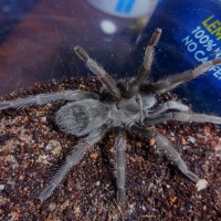 Aphonopelma icenoglei