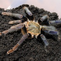 0.1 Haplopelma lividum