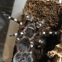 A. geniculata