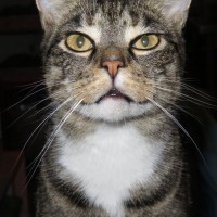 Julius - a very opinionated cat