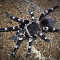 Acanthoscurria geniculata Sub-Adult Female