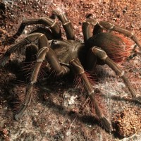 Theraphosa Stirmi