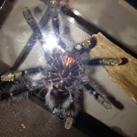 A. Avicularia