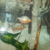 My red-bellied piranha's (Pygocentrus nattereri)